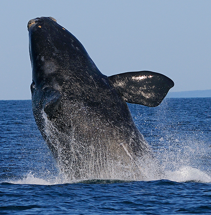 Passive Acoustic Sensors