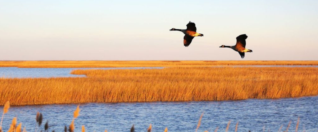 Mid-Atlantic Coastal Acidification Network (MACAN)