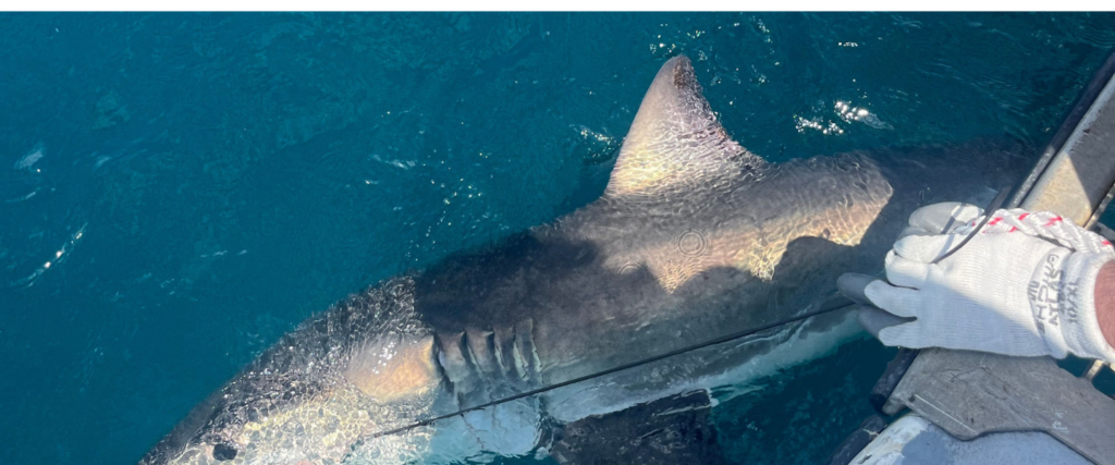 OTT – Animal-borne Sensors