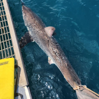 OTT - Animal-borne Sensors