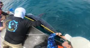 Tagging a mako shark