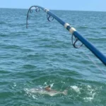 Chesapeake Bay Anglers Use CBEFS Forecats to Avoid “Bad Water” and plan Smarter Trips