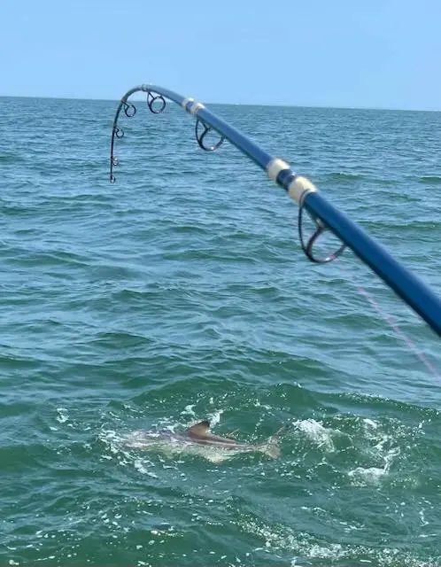 Chesapeake Bay Anglers Use CBEFS Forecats to Avoid “Bad Water” and plan Smarter Trips