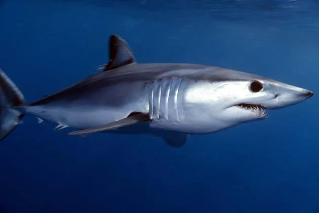 Sharks Equipped with Sensors Provide New Clues for Hurricane Forecasting