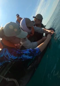 A team of people tag a great white shark